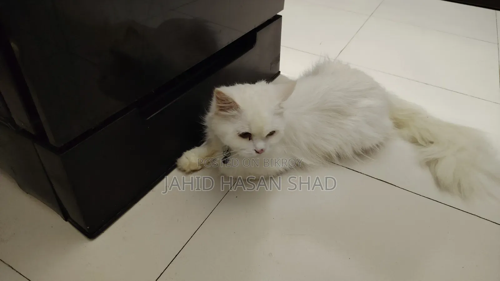 1+ year Male Purebred Persian