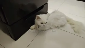 1+ year Male Purebred Persian