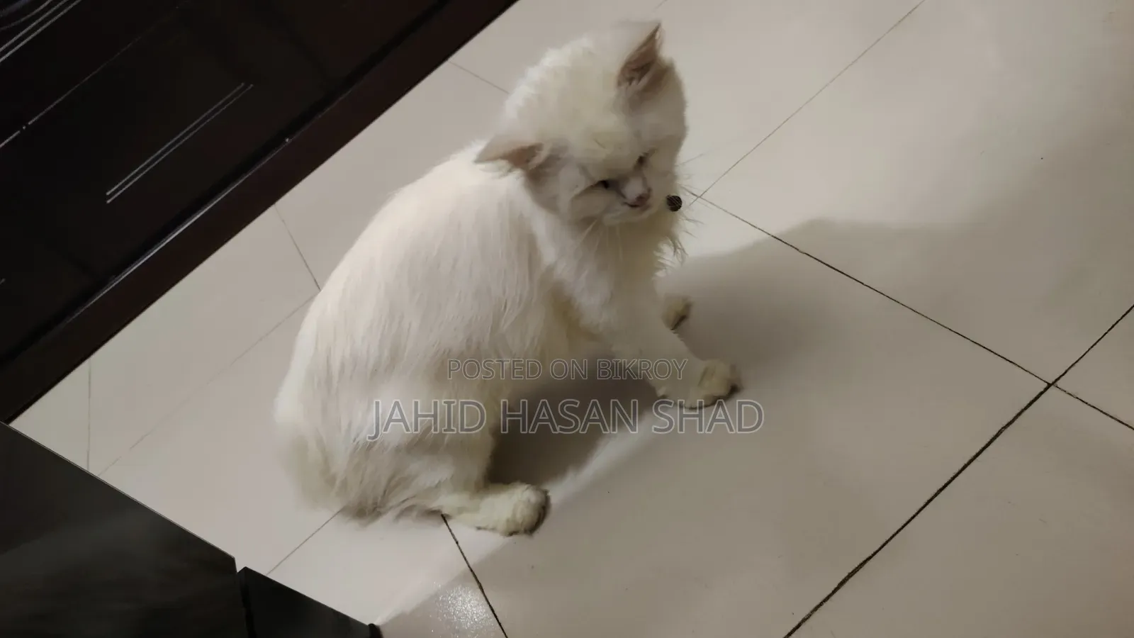 1+ year Male Purebred Persian