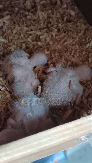 Pineapple Conure Baby for Sale – Adrito Aviary