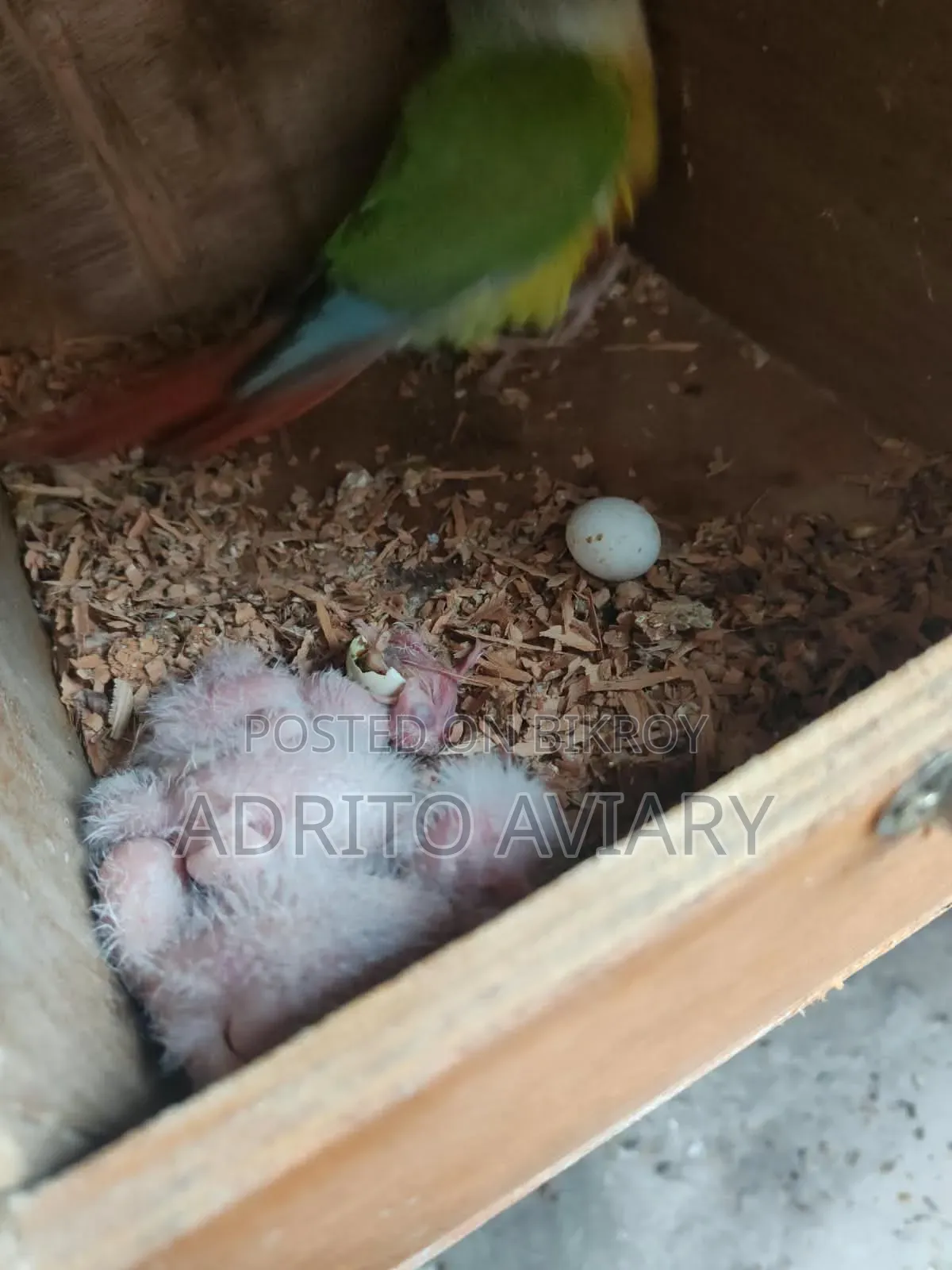 Pineapple Conure Baby for Sale – Adrito Aviary