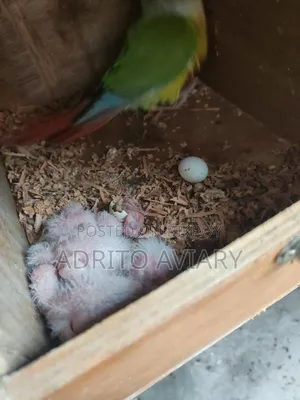 Pineapple Conure Baby for Sale – Adrito Aviary