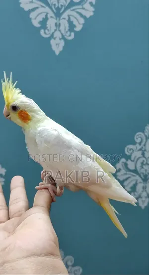 Cocktail Bird