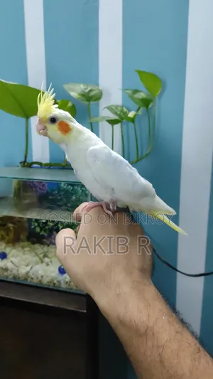Cocktail Bird