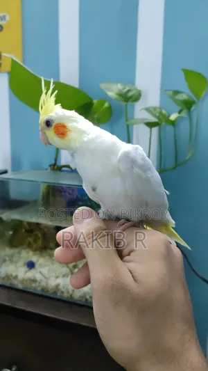 Cocktail Bird