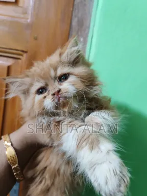 ১-৩ মাসের ফিমেল পিওরব্রেড এক্সোটিক