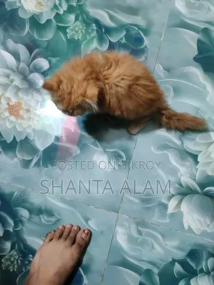 ১-৩ মাসের ফিমেল পিওরব্রেড এক্সোটিক