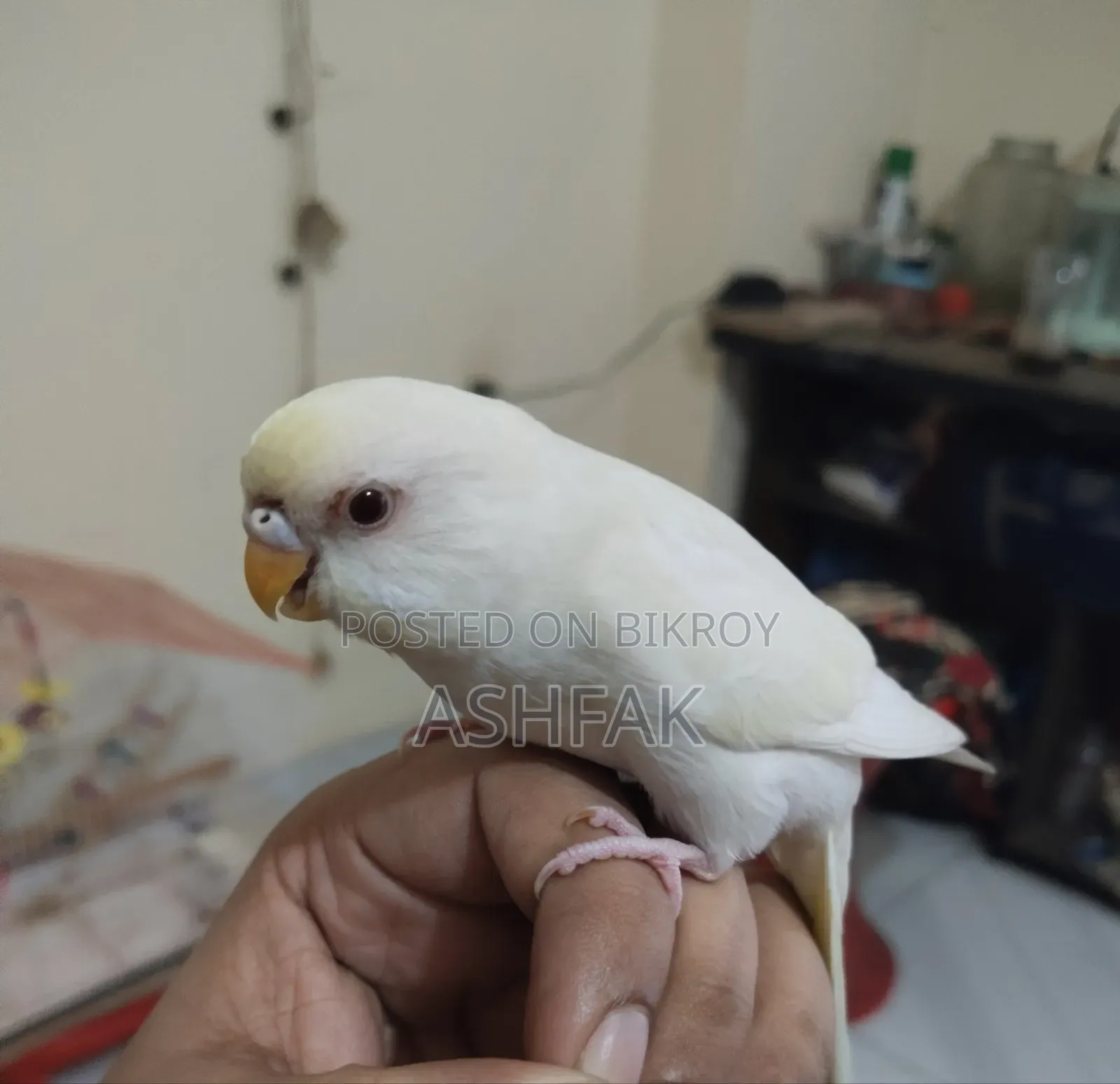 A Lutino Budgerigar bird for sale with a large China cage