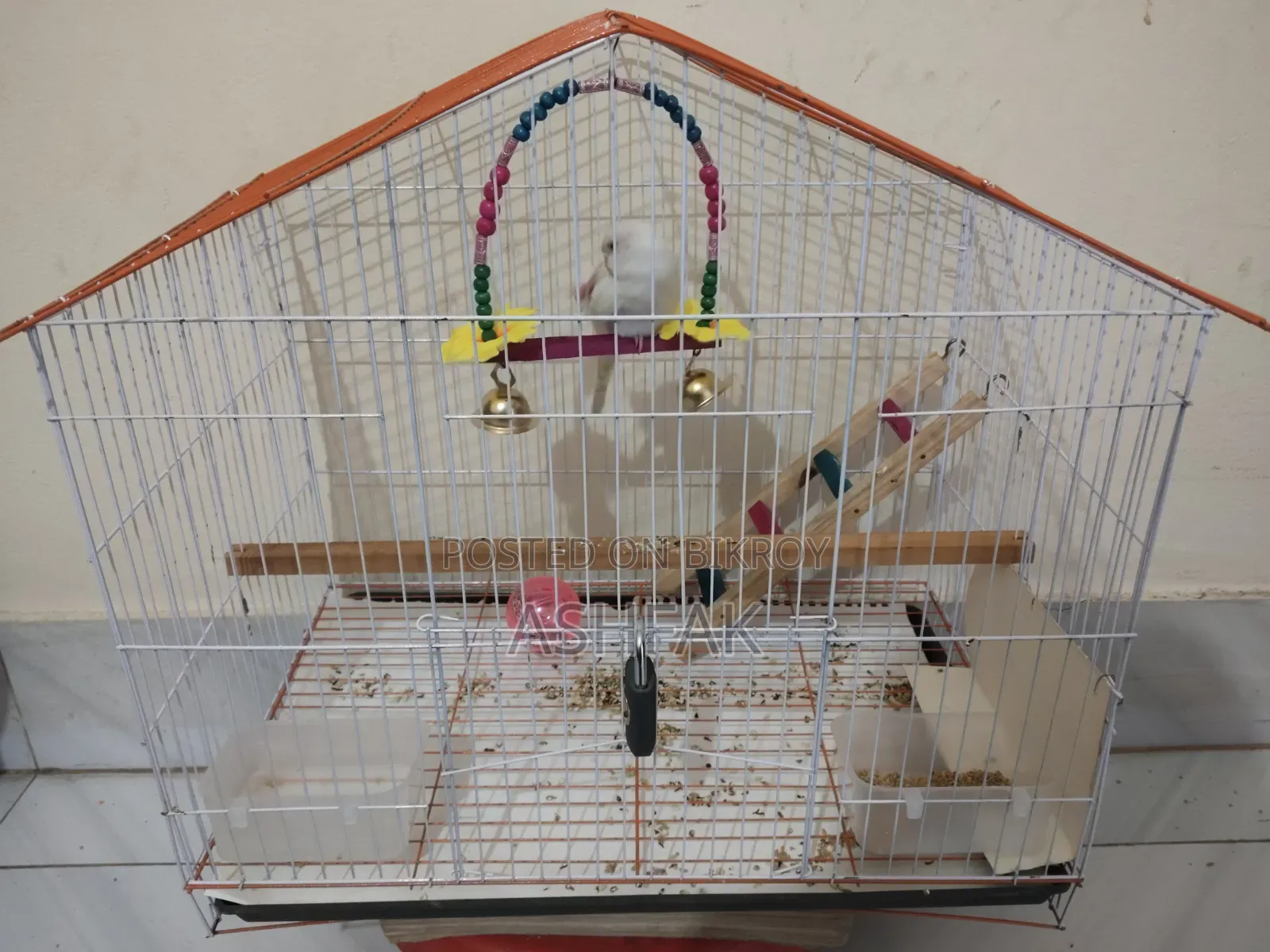 A Lutino Budgerigar bird for sale with a large China cage