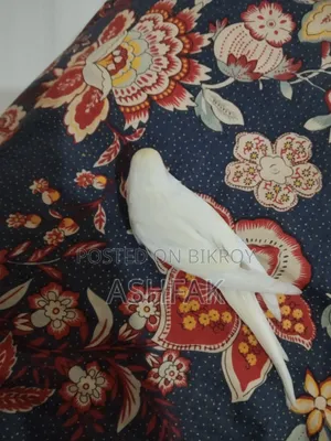 A Lutino Budgerigar bird for sale with a large China cage