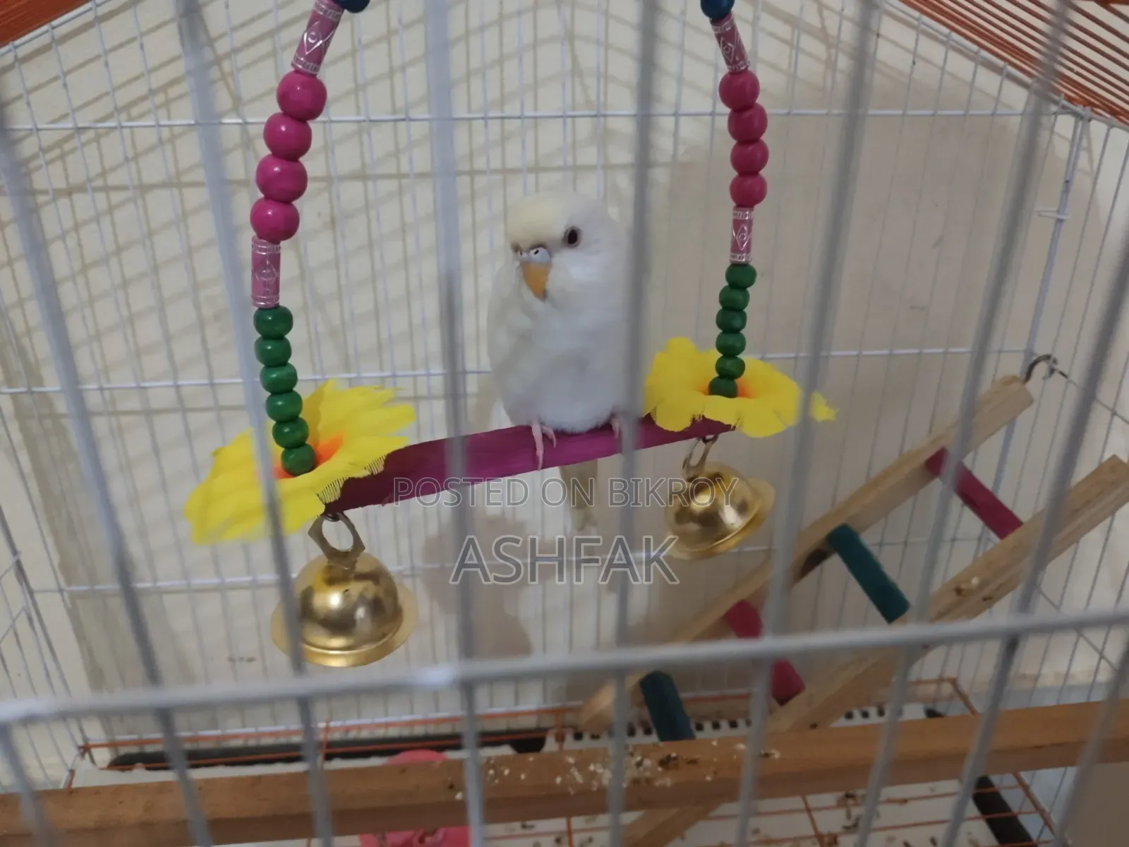 A Lutino Budgerigar bird for sale with a large China cage