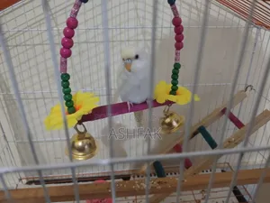 A Lutino Budgerigar bird for sale with a large China cage