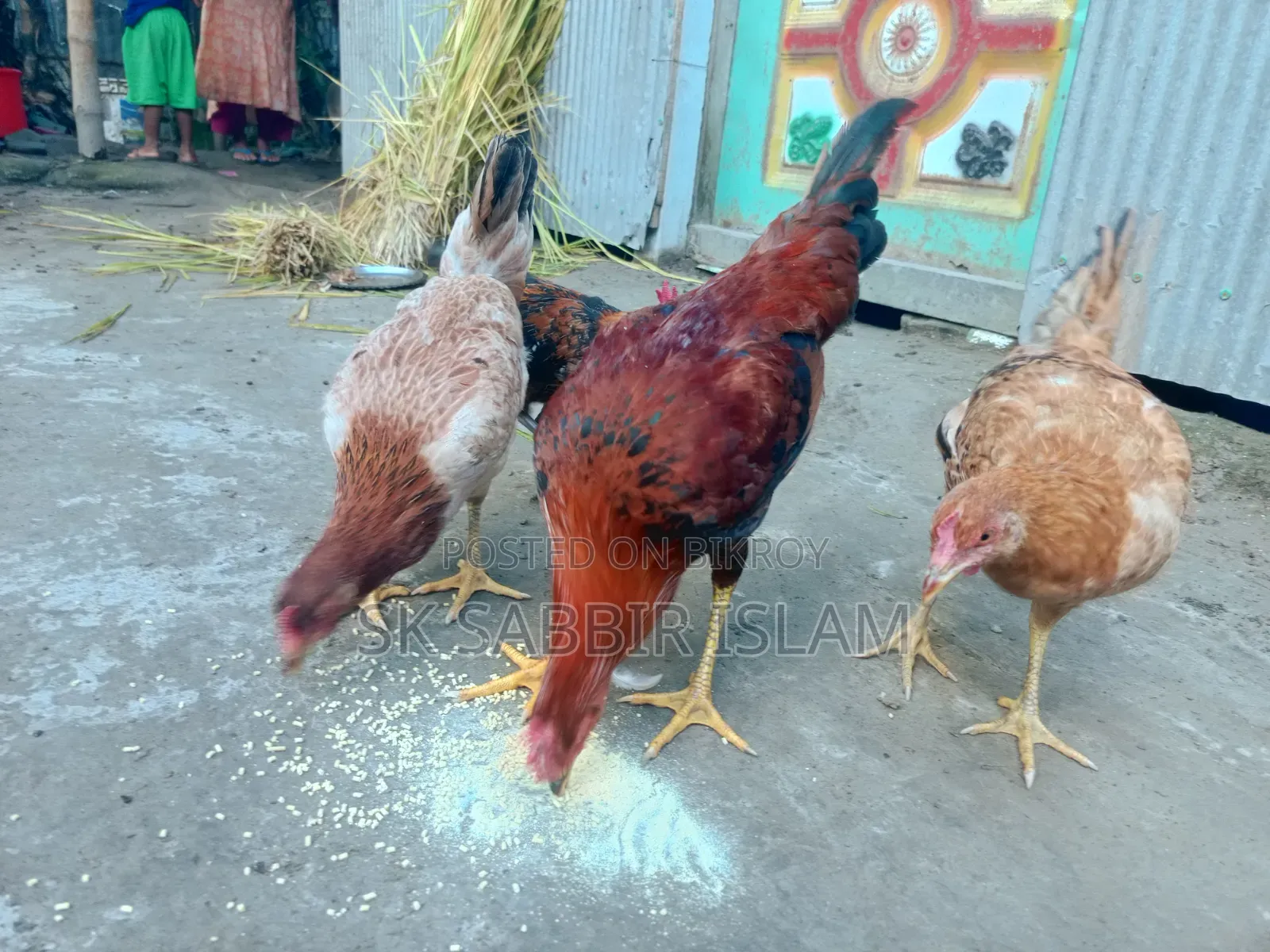 Tiger Chicken