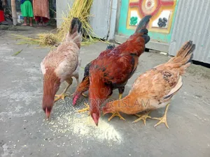 Tiger Chicken