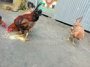 Tiger Chicken