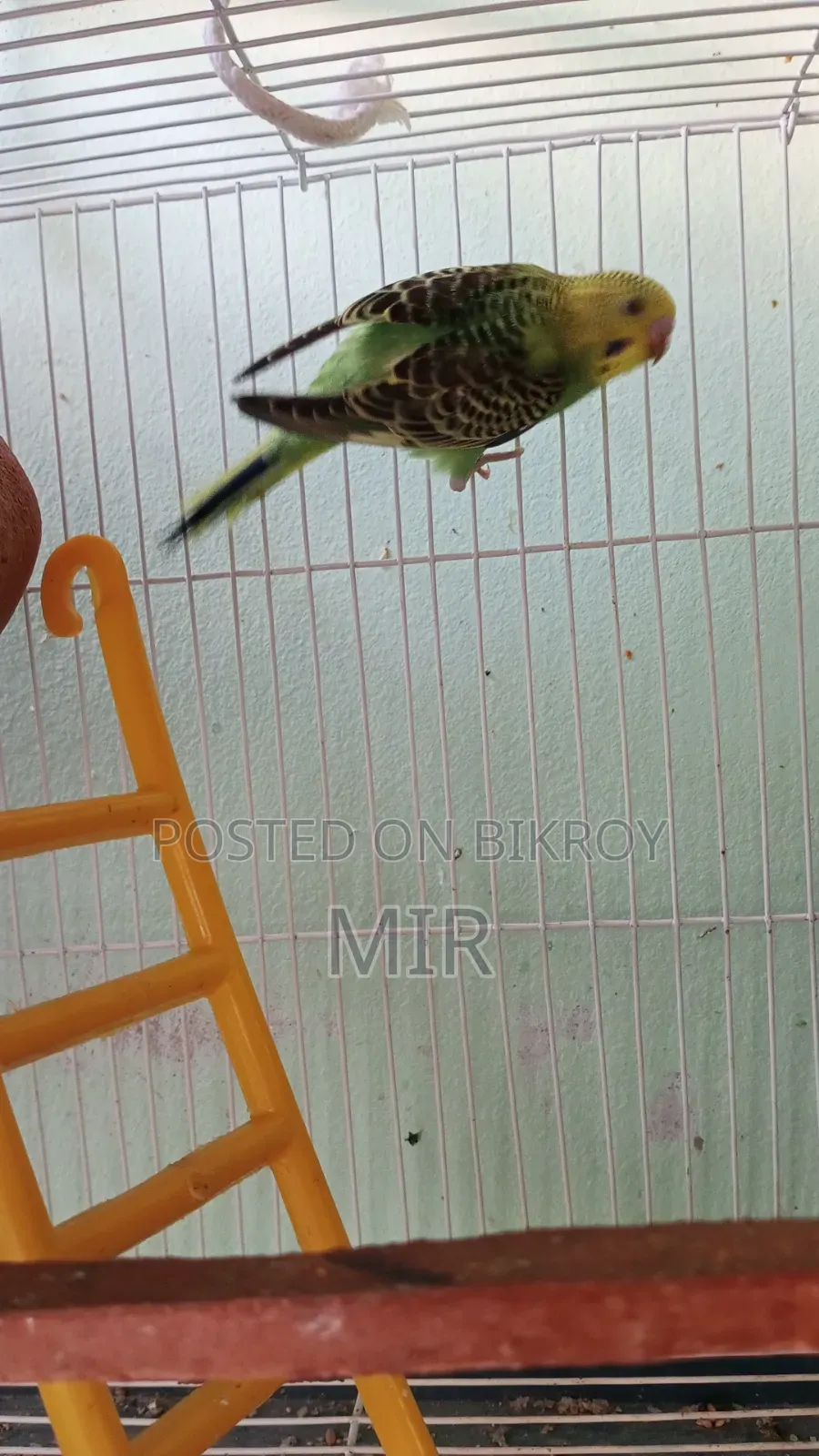 Budgerigar Bird