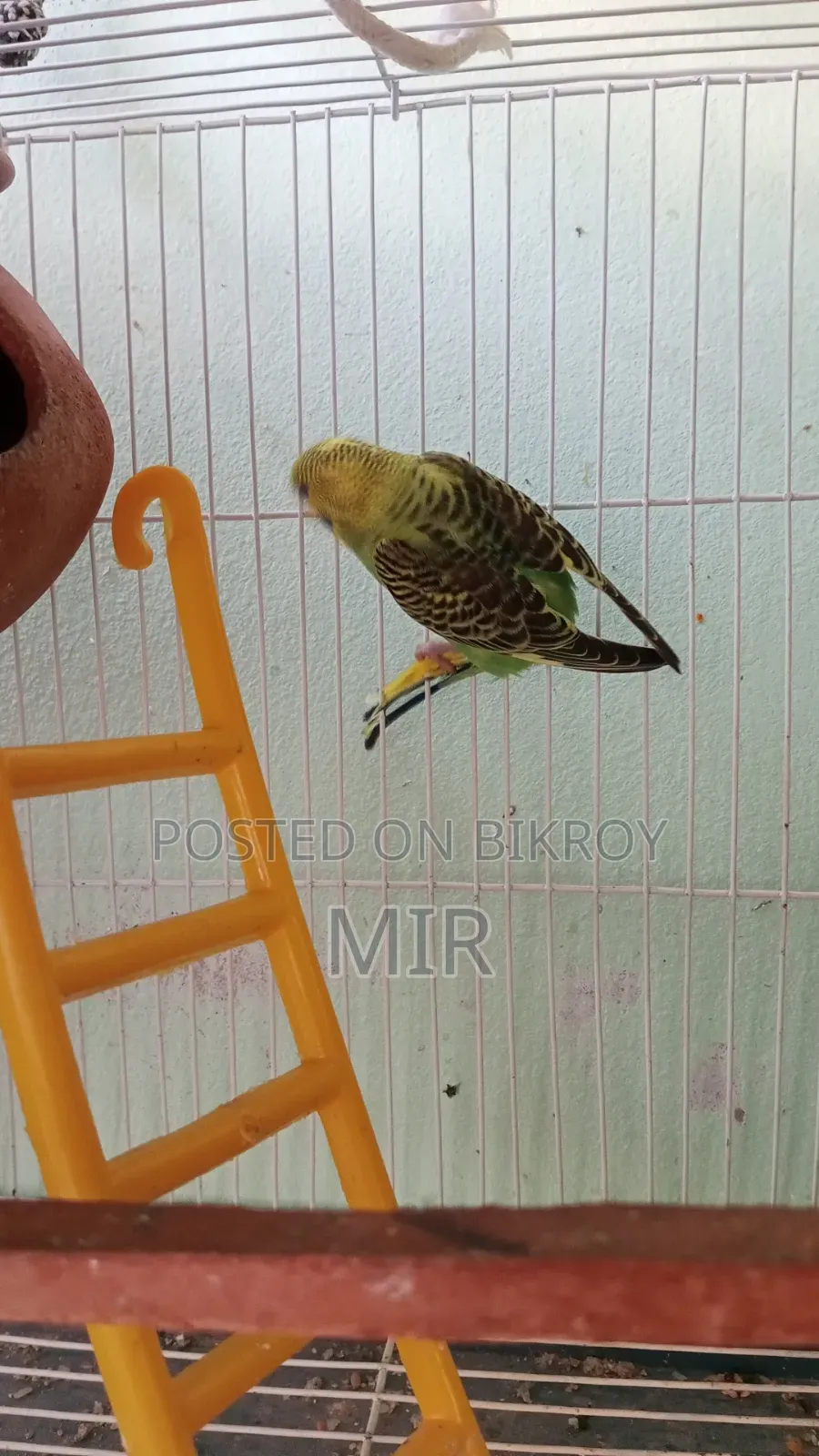 Budgerigar Bird