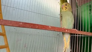 Budgerigar Bird