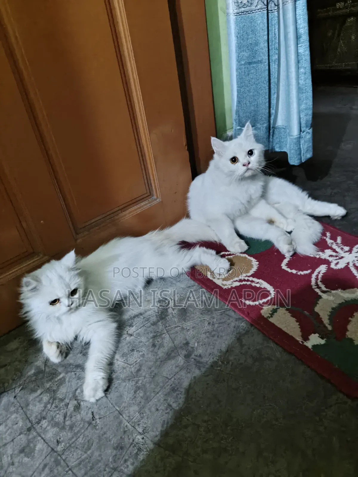 6-12 months Male Purebred Persian
