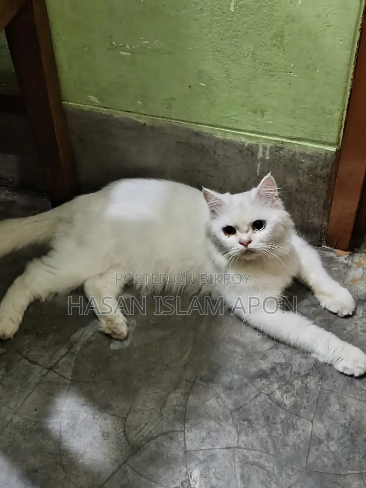6-12 months Male Purebred Persian