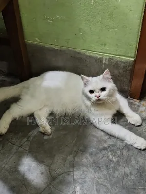 6-12 months Male Purebred Persian