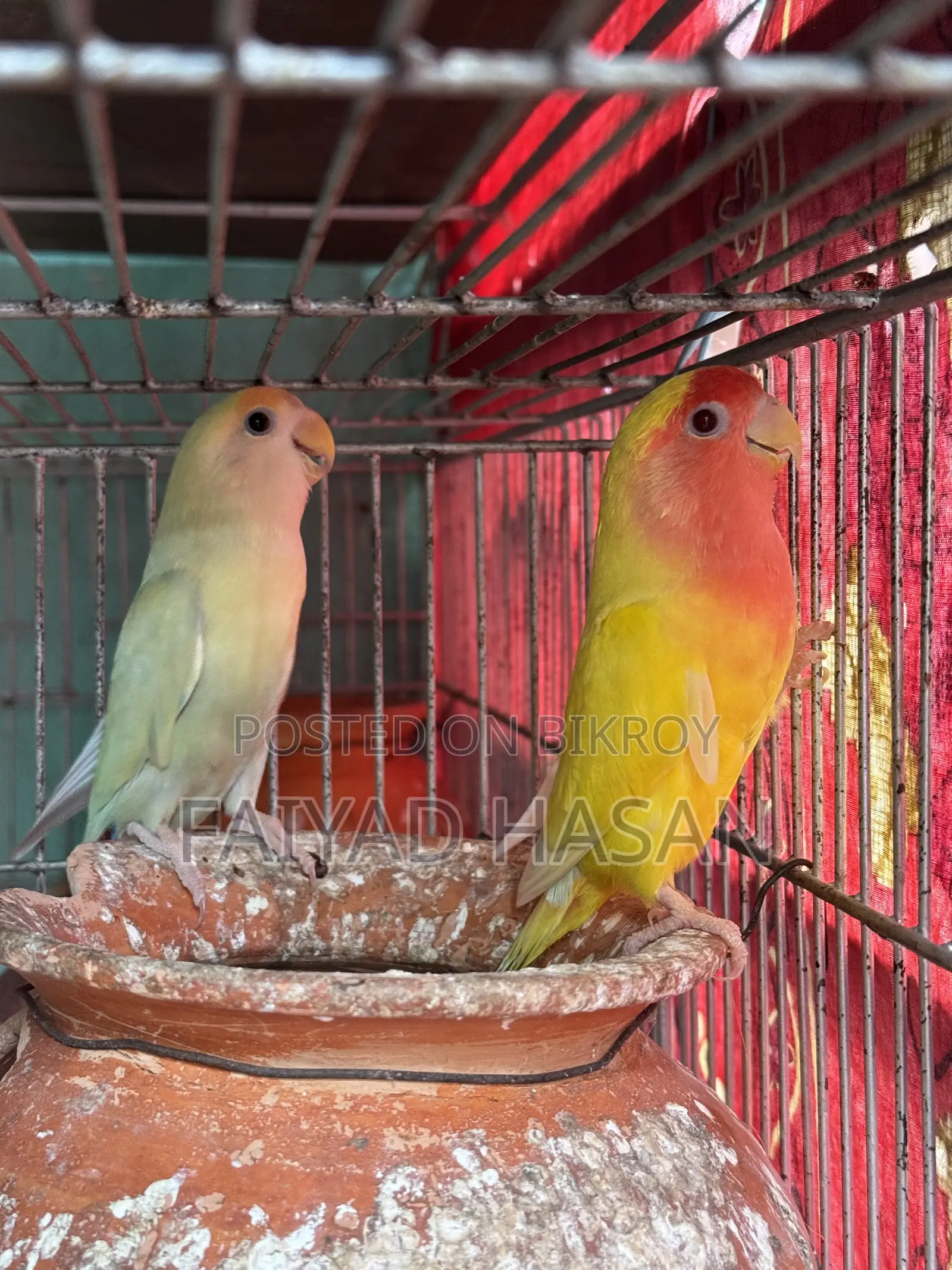 Lovebird Pair With Baby