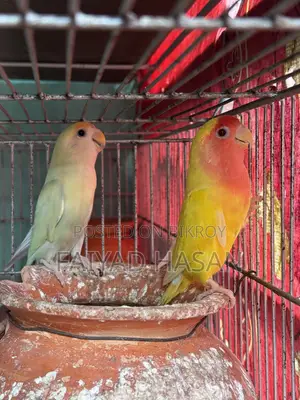 Lovebird Pair With Baby