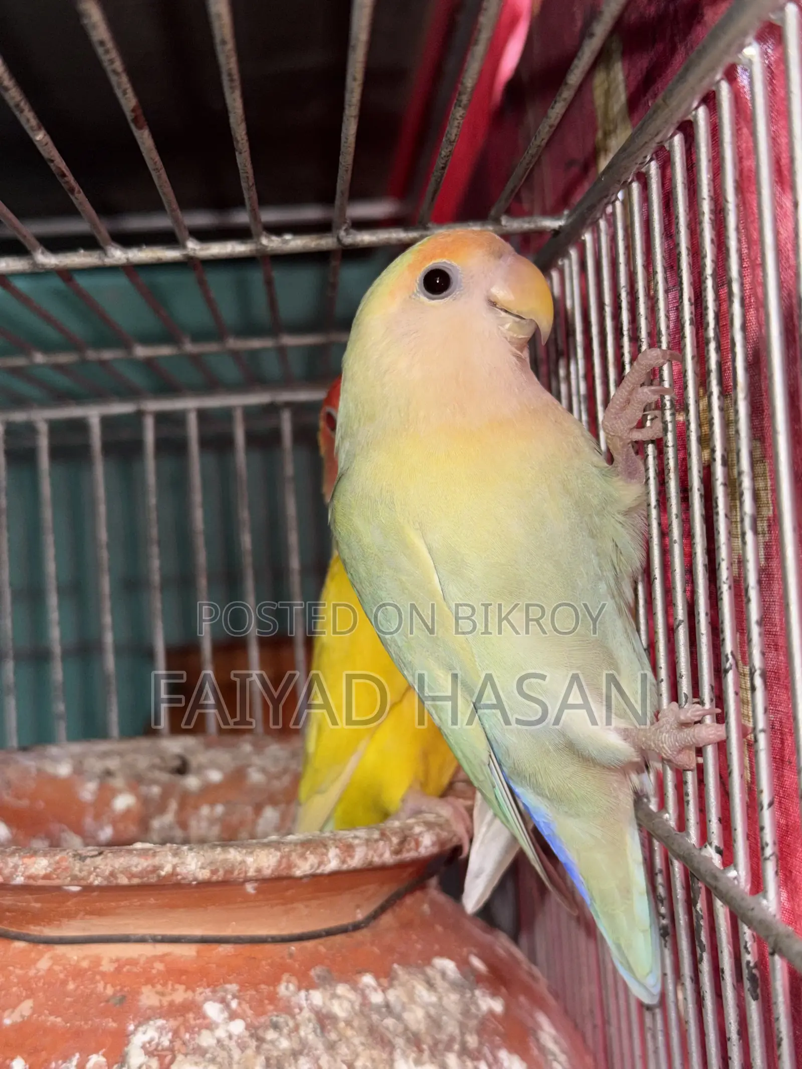 Lovebird Pair With Baby