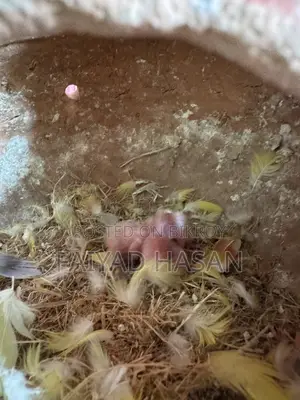 Lovebird Pair With Baby