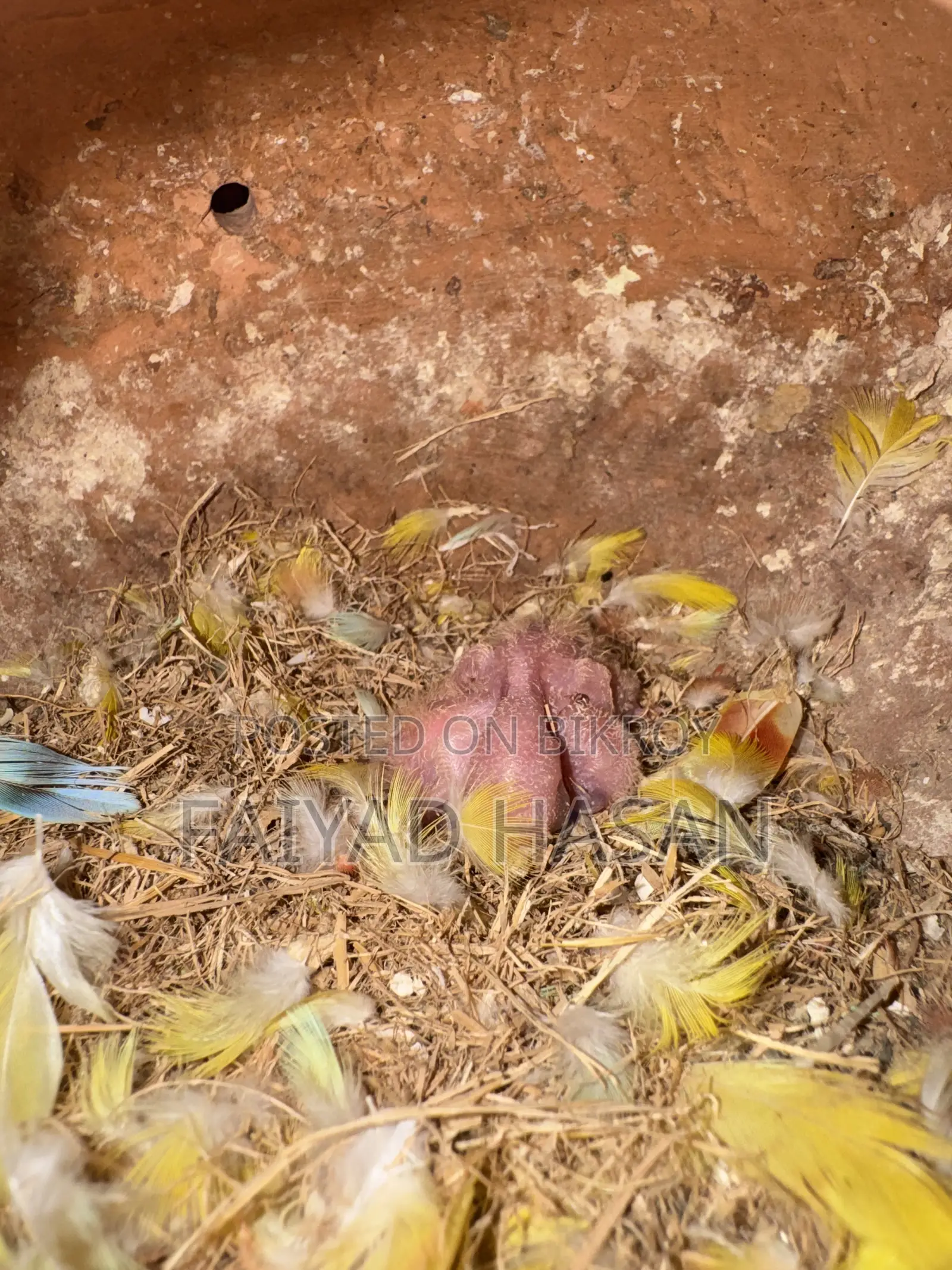 Lovebird Pair With Baby