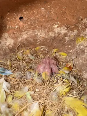 Lovebird Pair With Baby