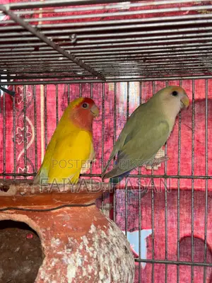 Lovebird Pair With Baby