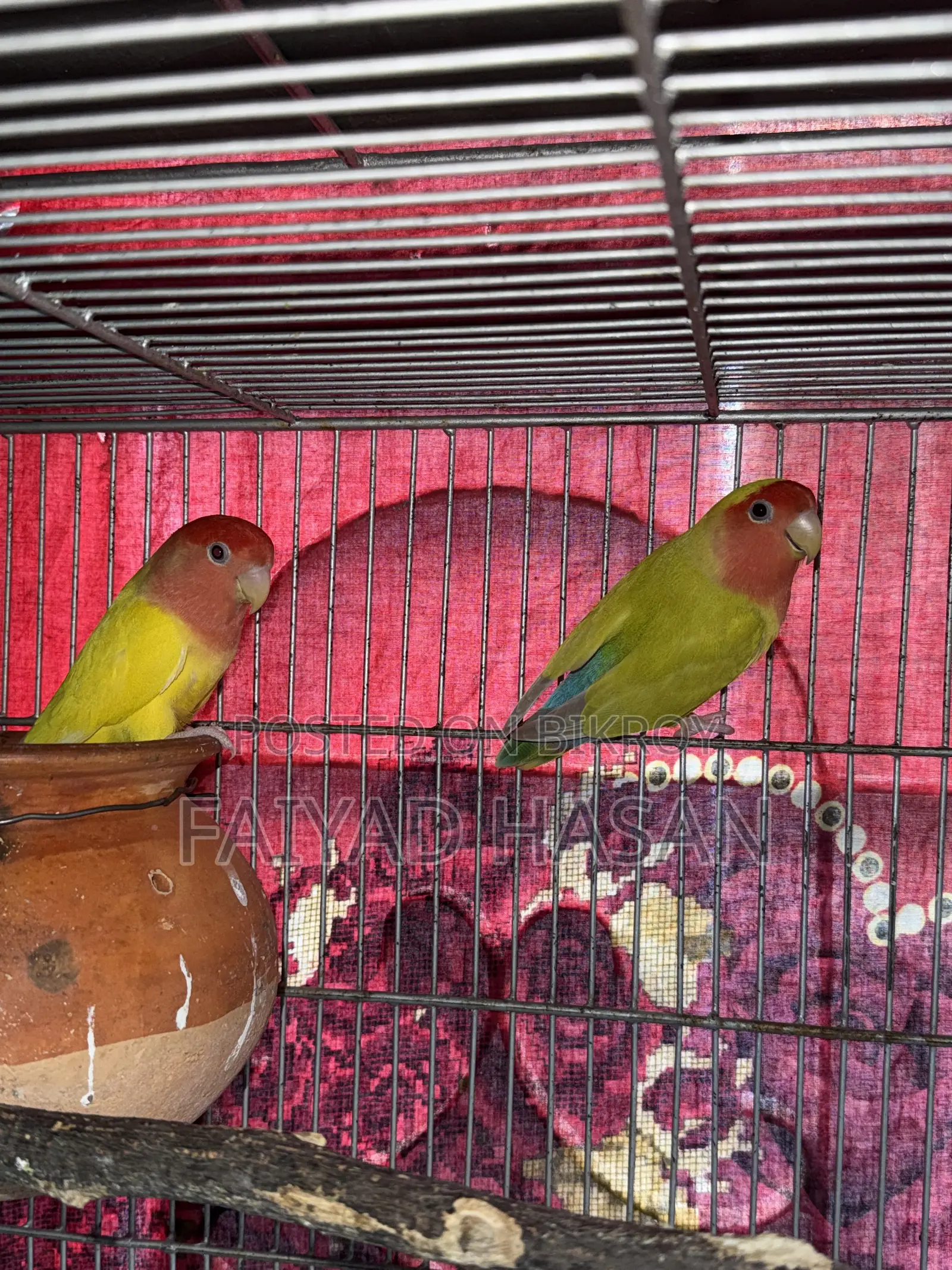 Lovebird Pair