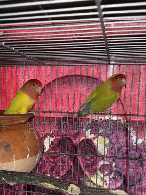 Lovebird Pair