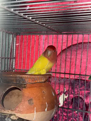 Lovebird Pair