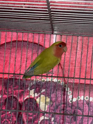 Lovebird Pair