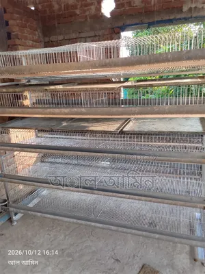 Quail bird cage for sale