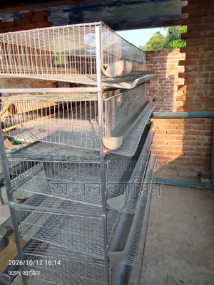 Quail bird cage for sale