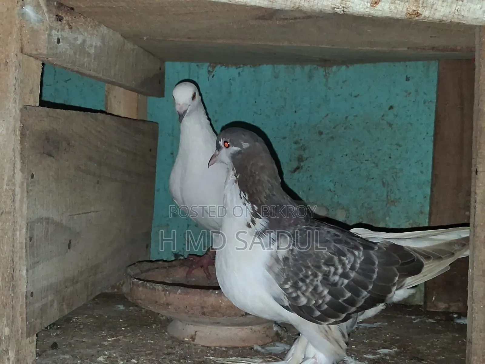 Fancy Pigeons