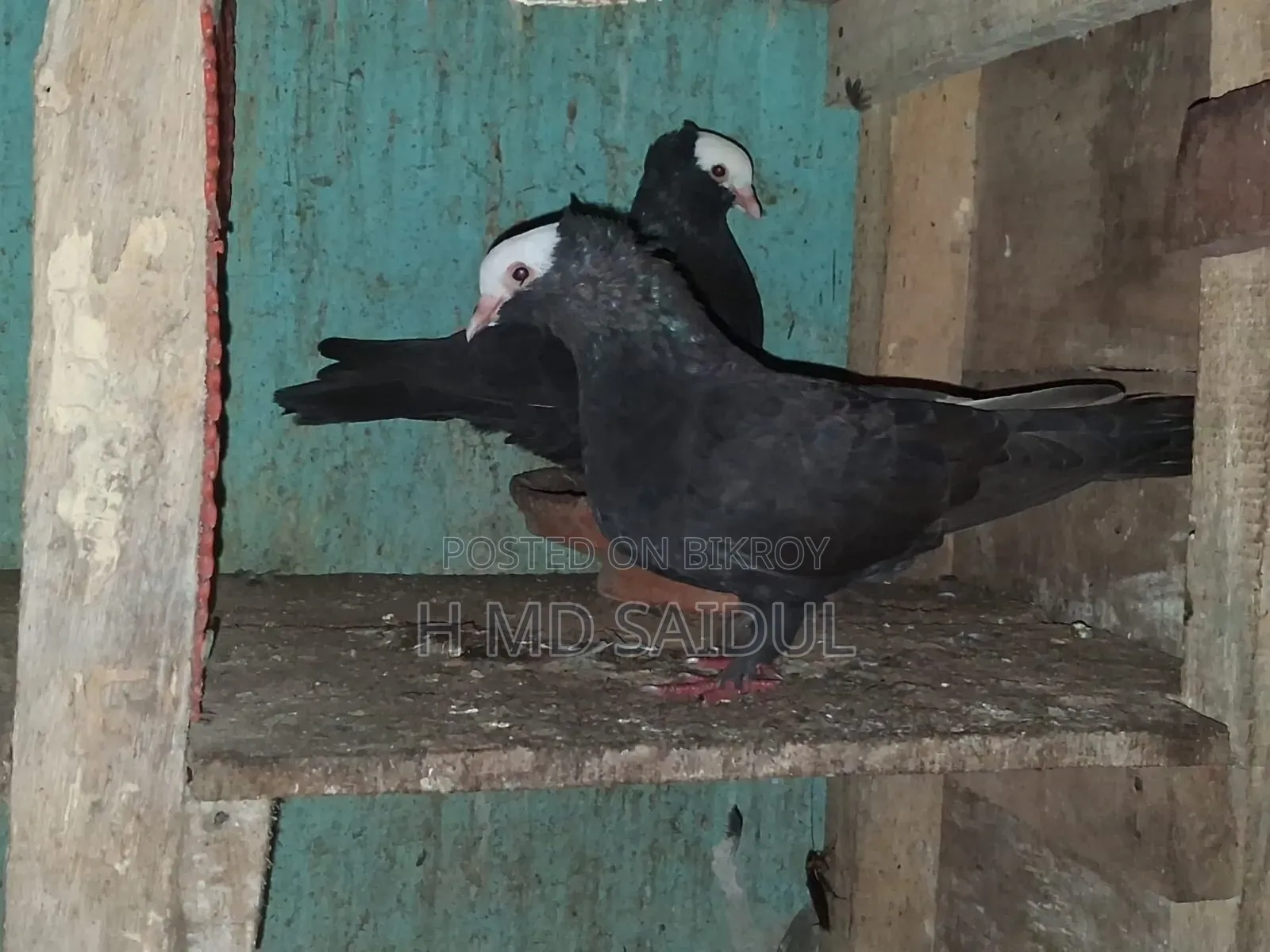 Fancy Pigeons