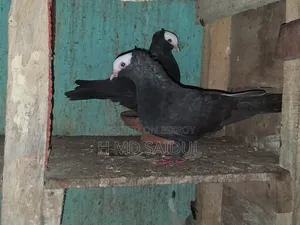 Fancy Pigeons
