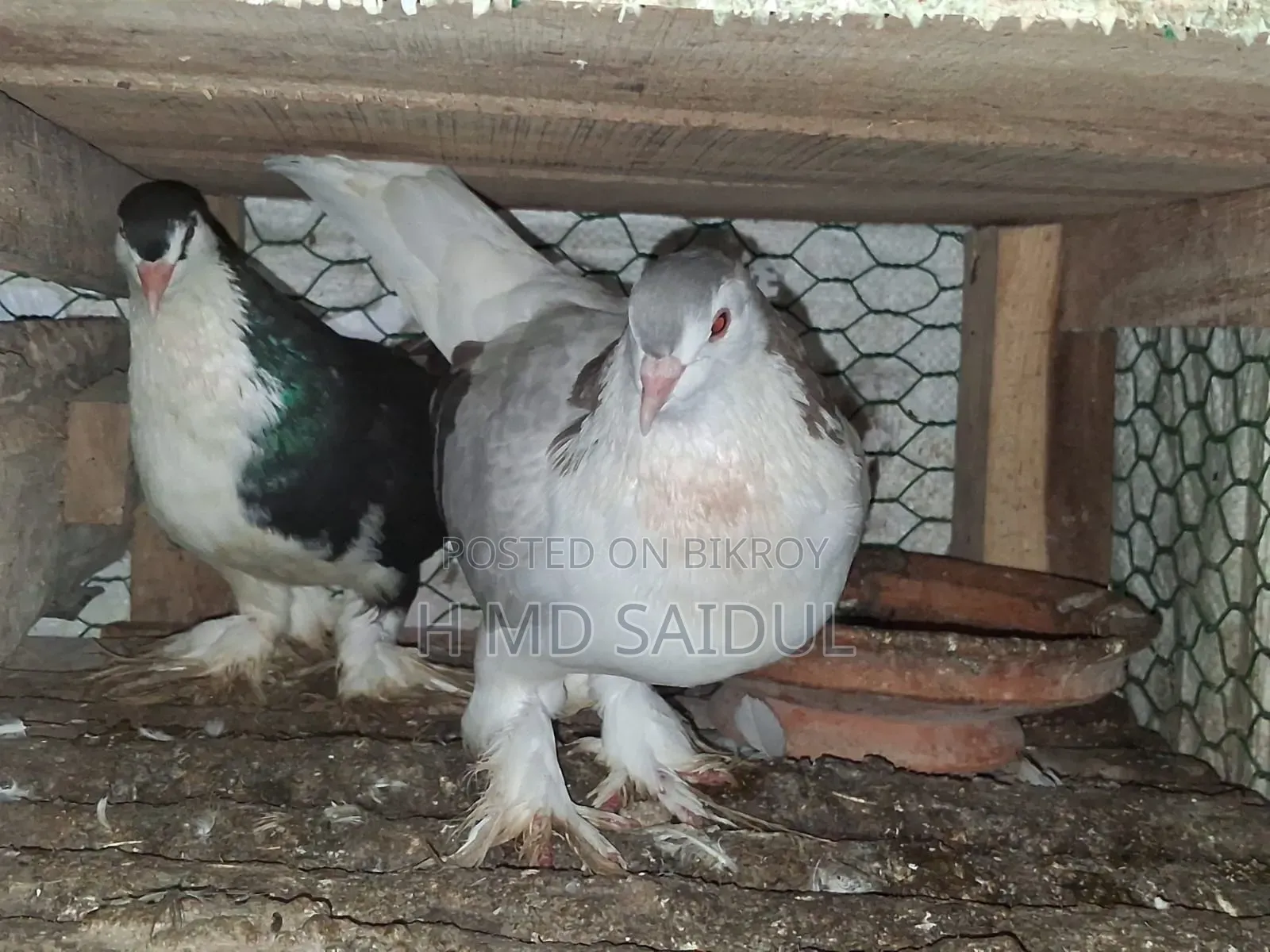 Fancy Pigeons