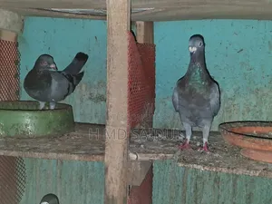 Fancy Pigeons
