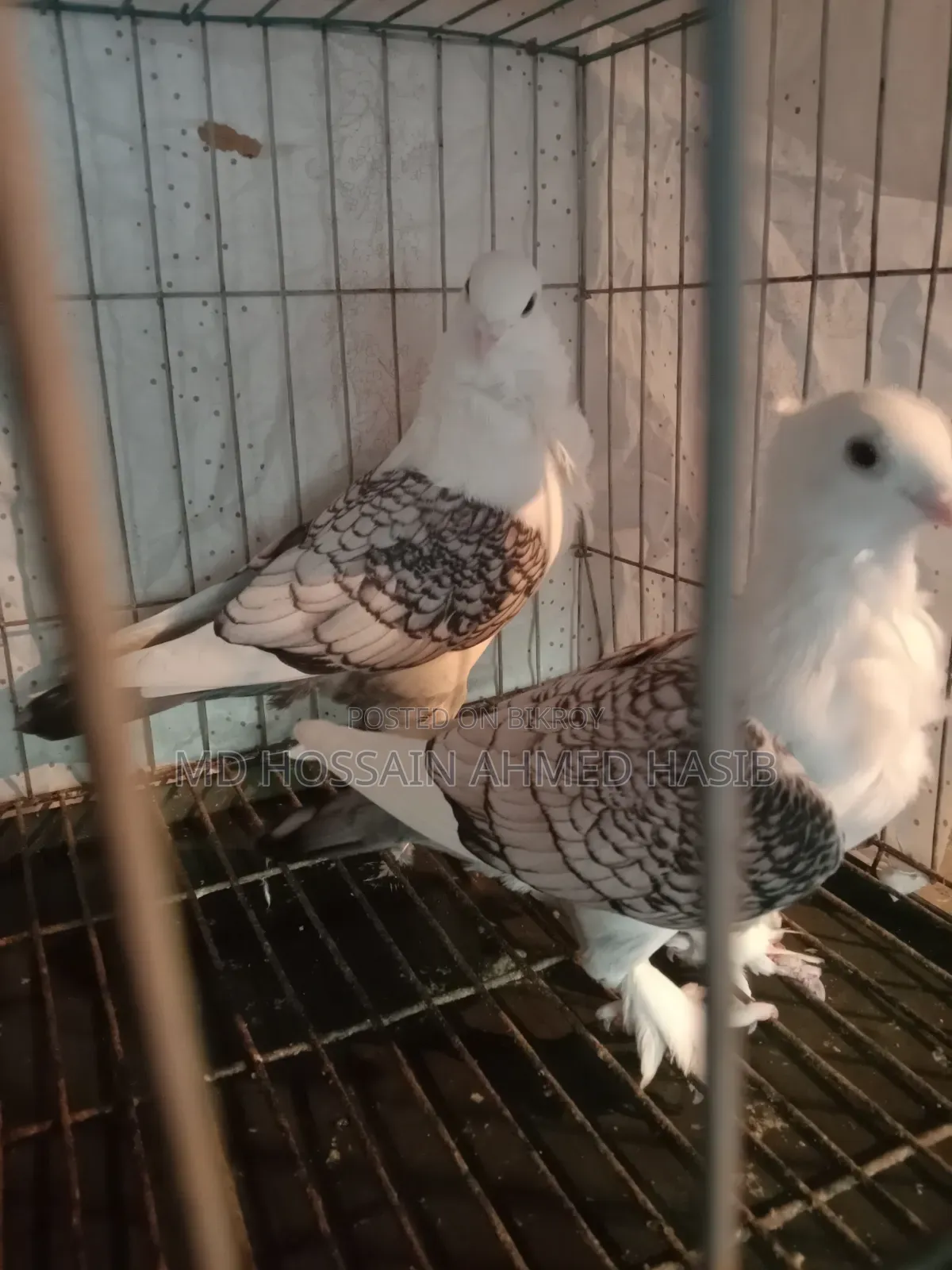 One Pair of Running Fantail Satin Pigeons