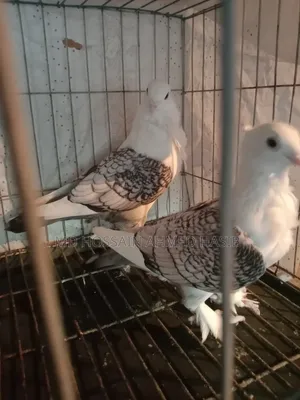 One Pair of Running Fantail Satin Pigeons