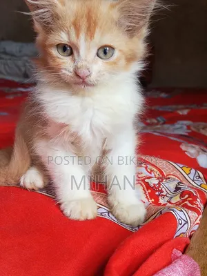 ১-৩ মাসের ফিমেল মিক্সড ব্রিড পার্সিয়ান