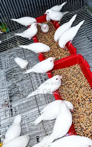 White Bengali Female