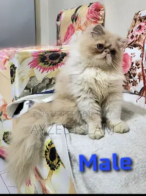 6-12 months Male Purebred Persian
