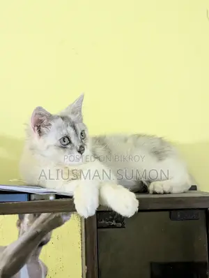 3-6 Months Female Mixed Breed Persian