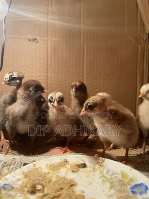 Pure Deshi Chicks, Native Chicken Chicks